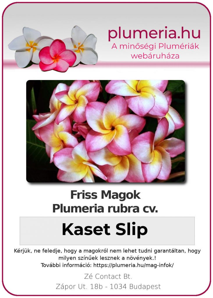 Plumeria rubra "Kaset Slip"