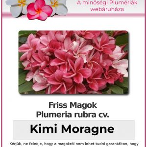 Plumeria rubra "Kimi Moragne"
