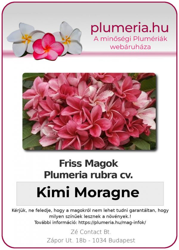 Plumeria rubra "Kimi Moragne"