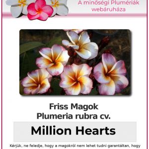 Plumeria rubra "Million Hearts"
