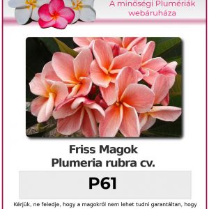 Plumeria rubra "P61"