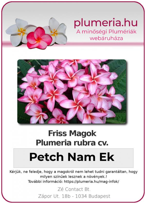 Plumeria rubra "Petch Nam Ek"