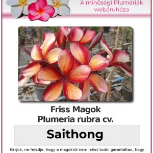 Plumeria rubra "Saithong"