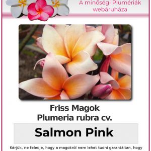 Plumeria rubra "Salmon Pink"