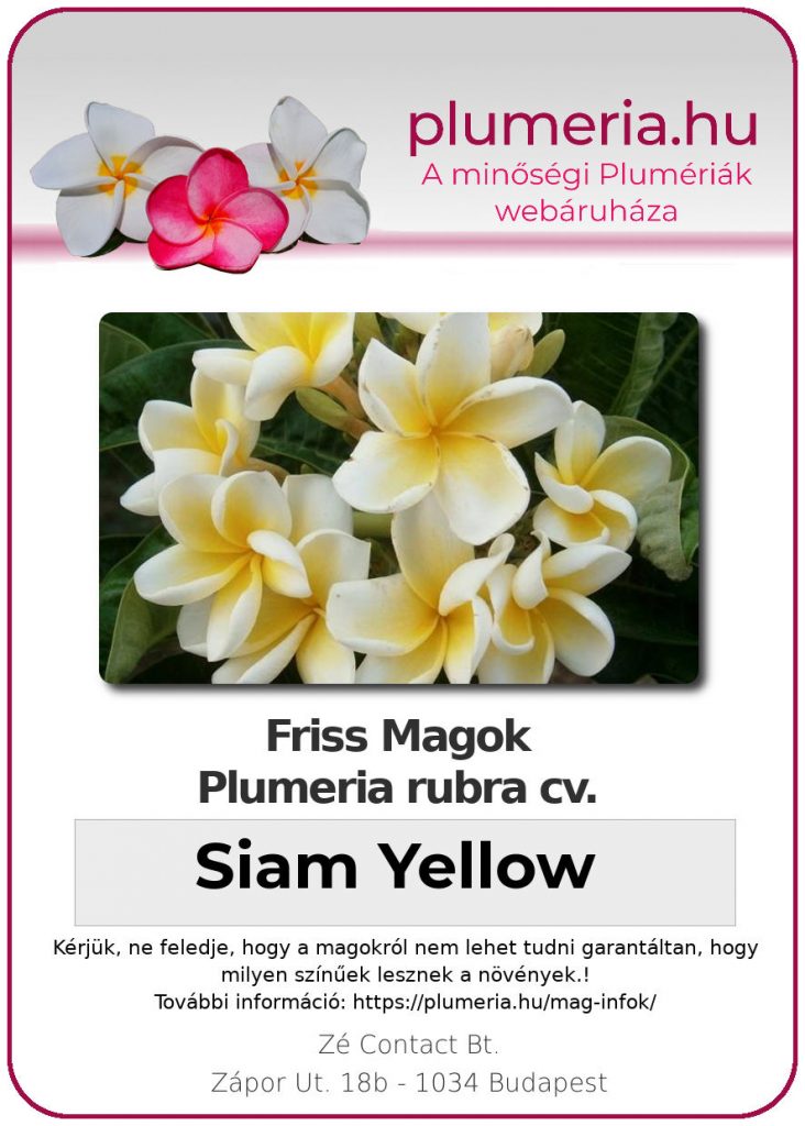 Plumeria rubra "Siam Yellow"