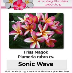 Plumeria rubra "Sonic Wave"