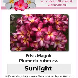 Plumeria rubra "Sunlight"