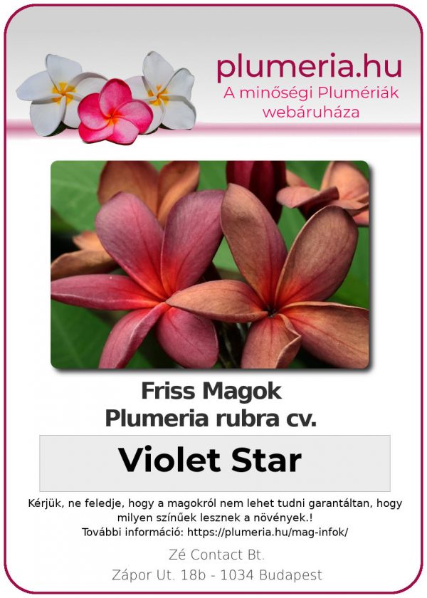 Plumeria rubra "Violet Star"