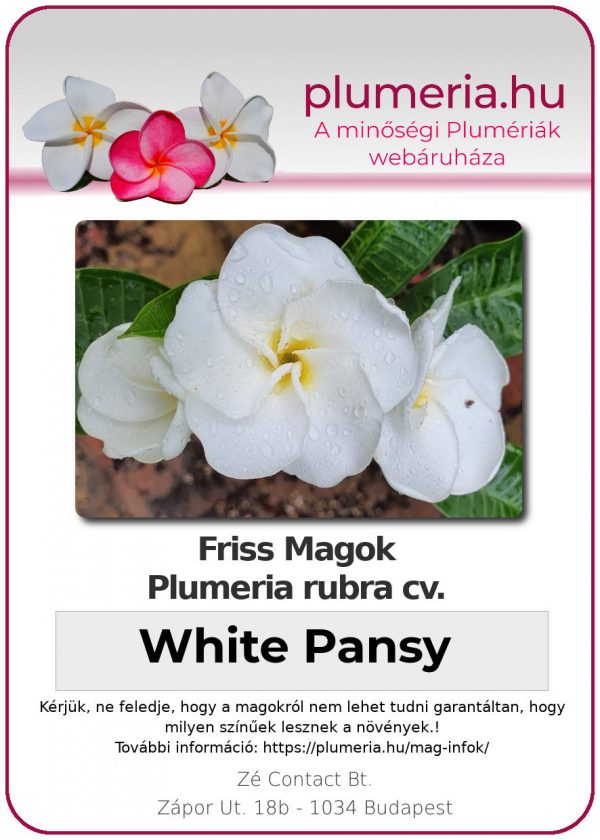 Plumeria rubra "White Pansy"