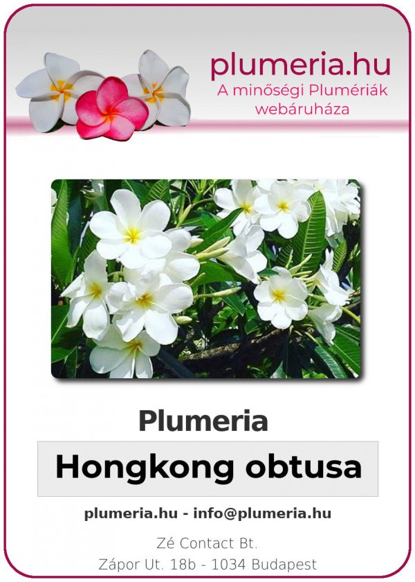 Plumeria - "Hongkong obtusa"