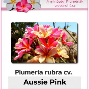 Plumeria rubra - "Aussie Pink"