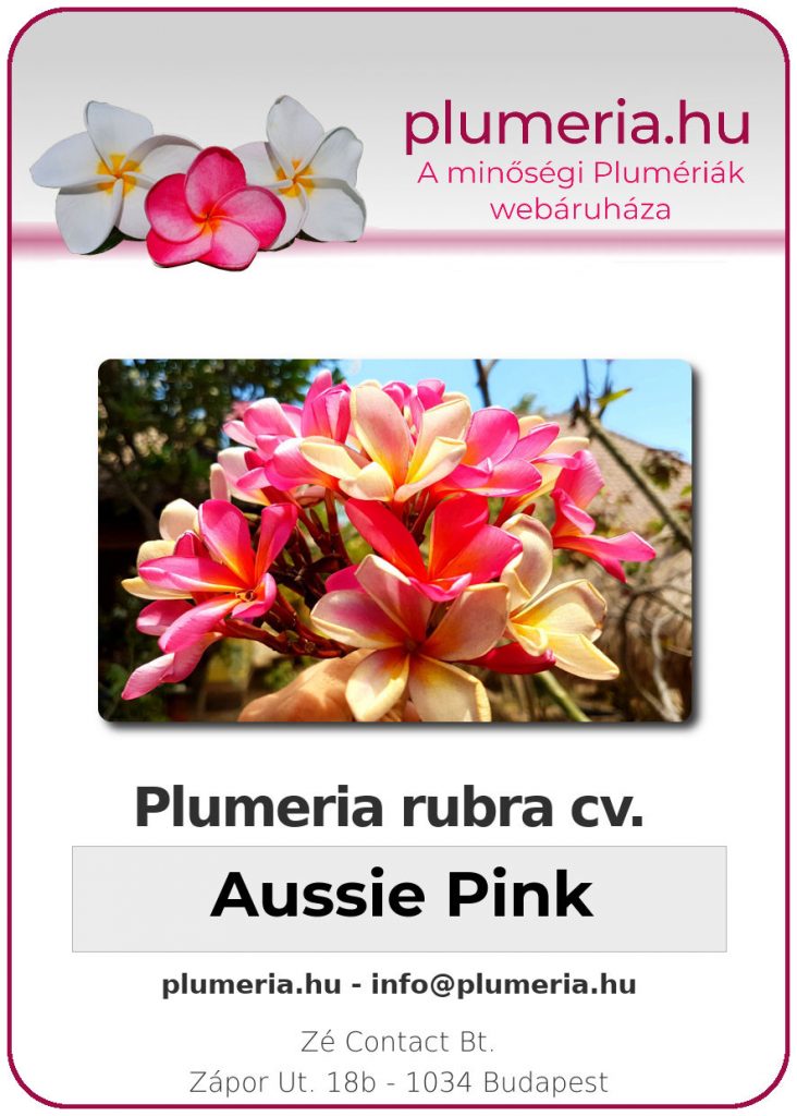 Plumeria rubra "Aussie Pink"