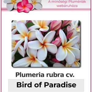 Plumeria rubra - "Bird of Paradise"