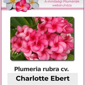 Plumeria rubra - Charlotte Ebert