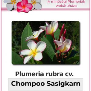 Plumeria rubra - "Chompoo Sasigkarn"