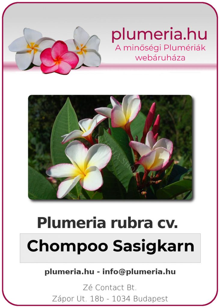 Plumeria rubra "Chompoo Sasigkarn" - dugvány