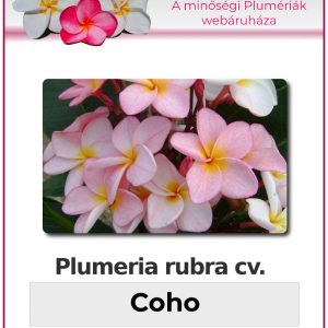 Plumeria rubra - "Coho"