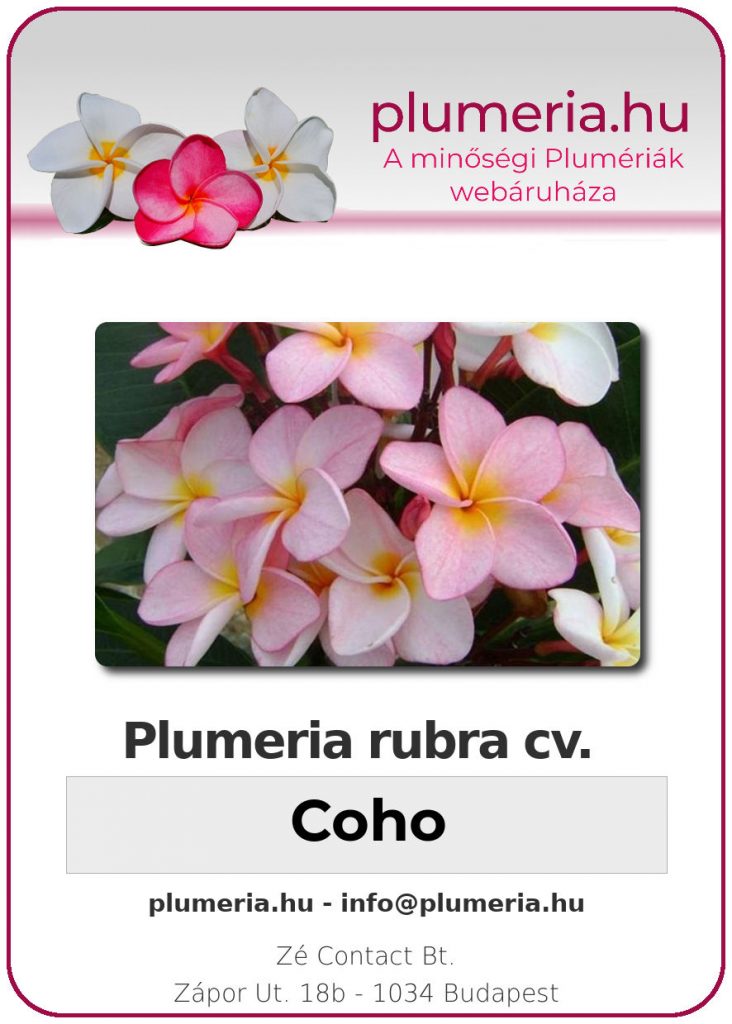Plumeria rubra "Coho" - dugvány