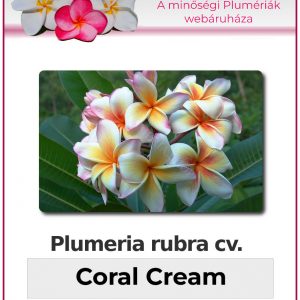 Plumeria rubra - "Coral Cream"