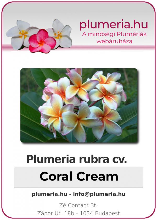 Plumeria rubra - "Coral Cream"