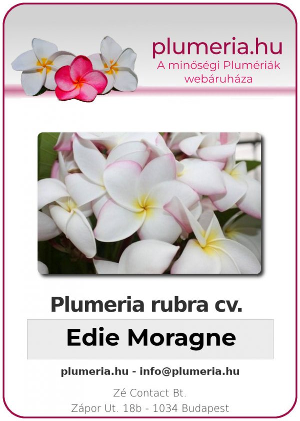 Plumeria rubra - "Edie Moragne"