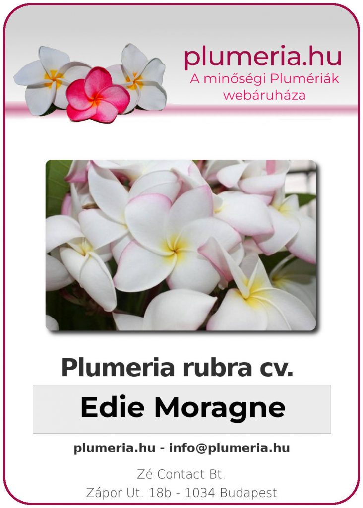 Plumeria rubra "Edie Moragne" - dugvány