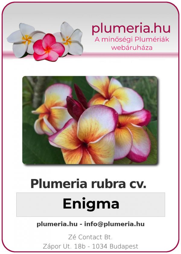 Plumeria rubra - "Enigma"