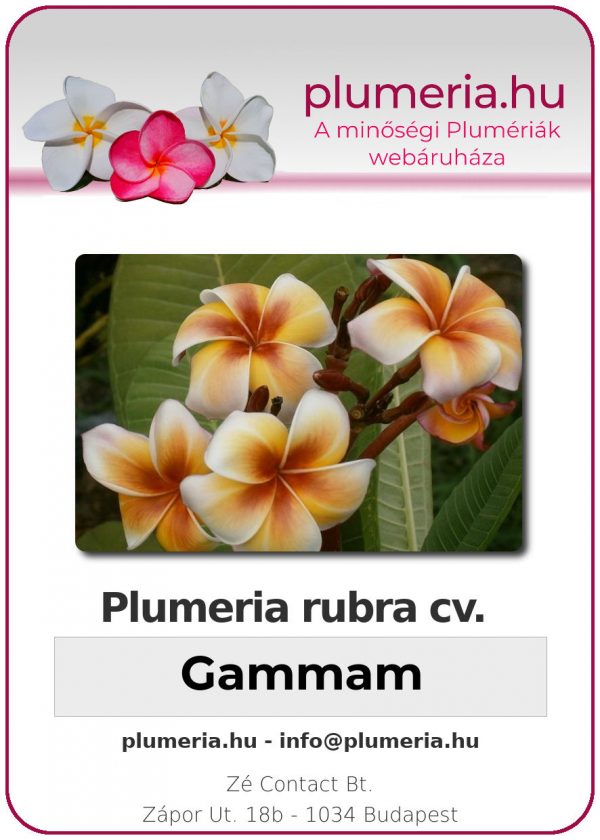 Plumeria rubra - "Gammam"