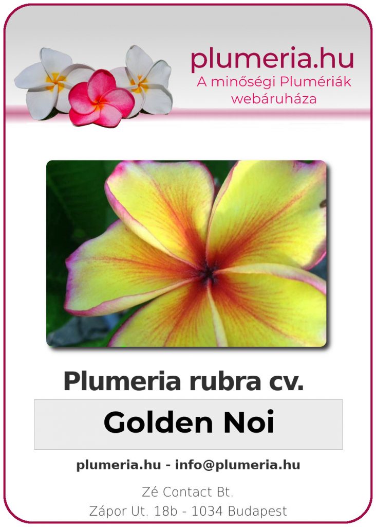 Plumeria rubra "Golden Noi" - dugvány