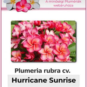 Plumeria rubra - "Hurricane Sunrise"