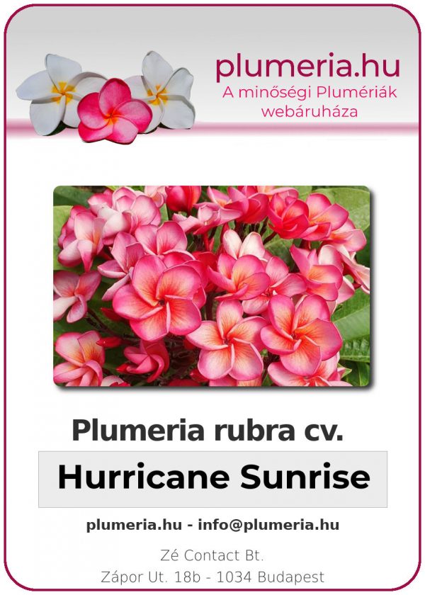 Plumeria rubra - "Hurricane Sunrise"