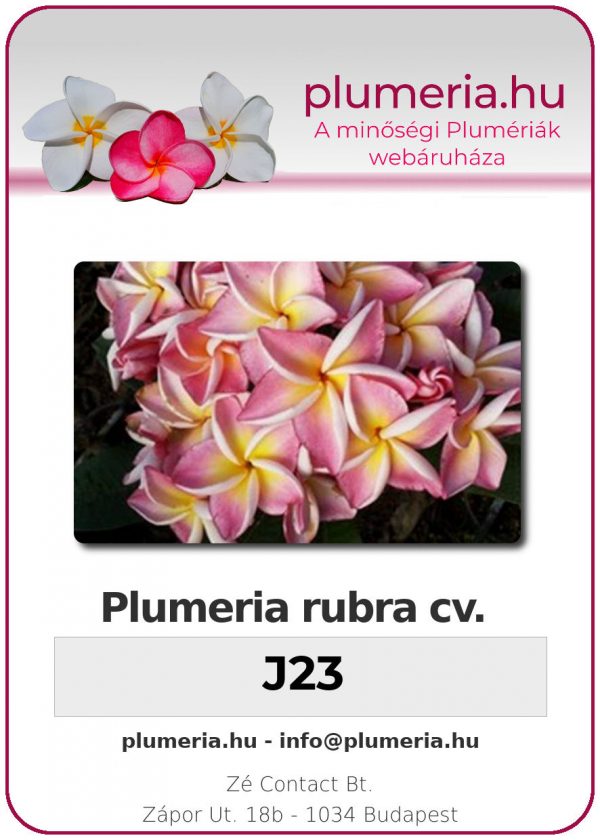 Plumeria rubra - "J23"