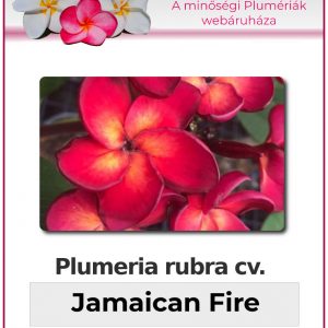 Plumeria rubra - "Jamaican Fire"