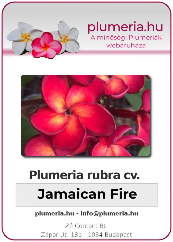 Plumeria rubra "Jamaican Fire" - kopasz gyökér