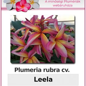 Plumeria rubra - "Leela"