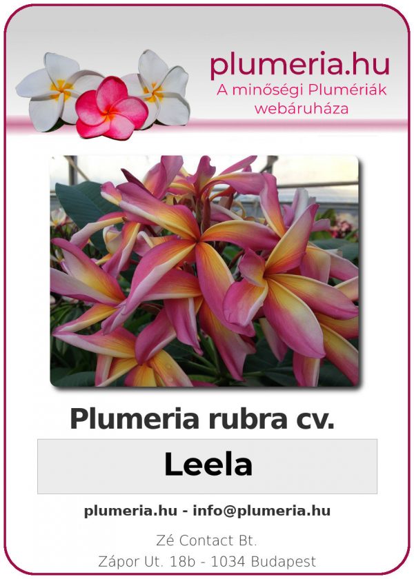 Plumeria rubra - "Leela"