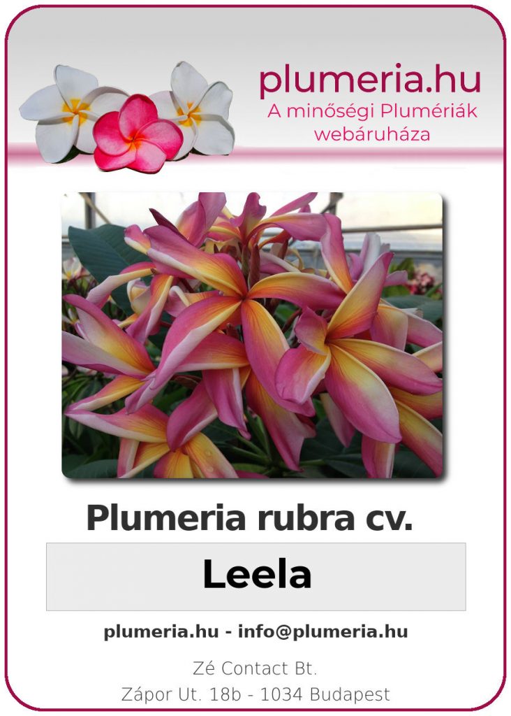 Plumeria rubra "Leela" - dugvány