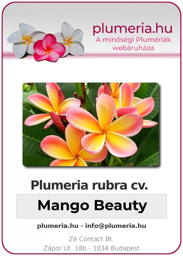 Plumeria rubra - "Mango Beauty"