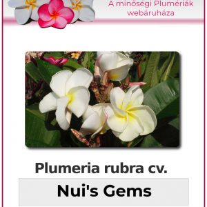 Plumeria rubra - "Nuis Gems"