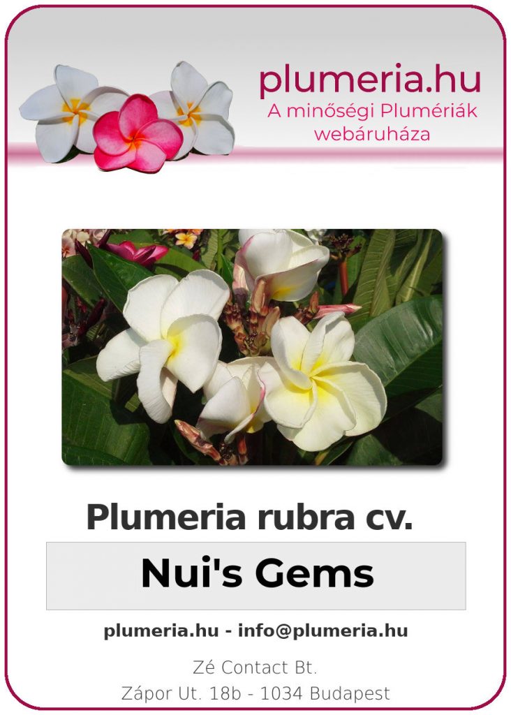 Plumeria rubra "Nui's Gems"
