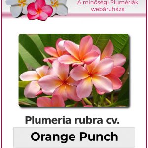 Plumeria rubra - "Orange Punch"