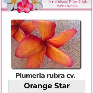 Plumeria rubra - "Orange Star"