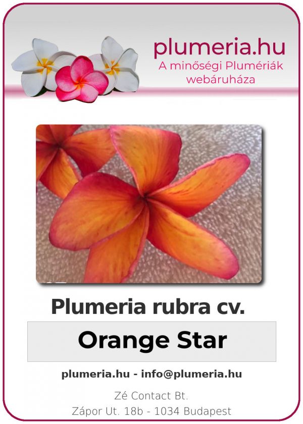 Plumeria rubra - "Orange Star"
