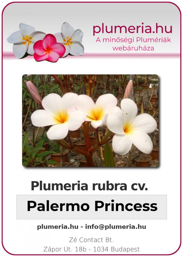 Plumeria rubra - "Palermo Princess"