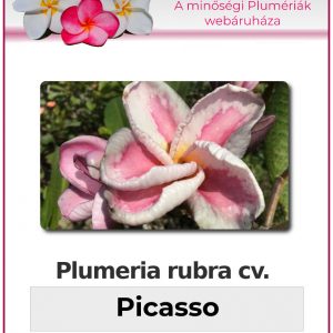 Plumeria rubra - "Picasso"