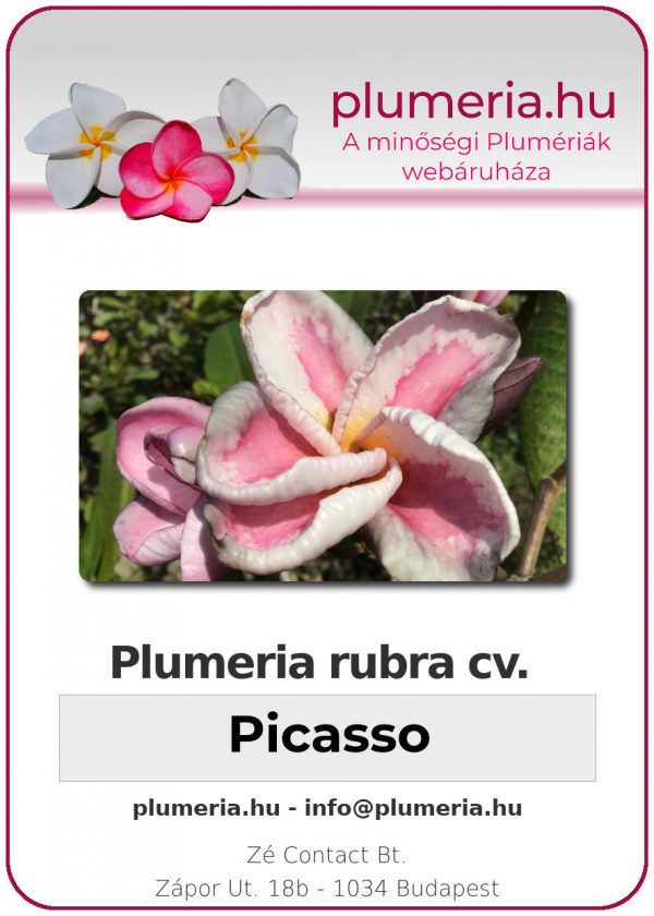 Plumeria rubra - "Picasso"
