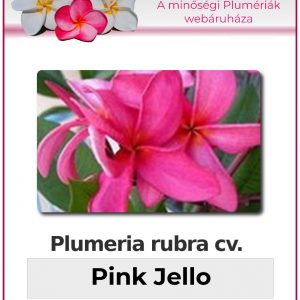Plumeria rubra - "Pink Jello"