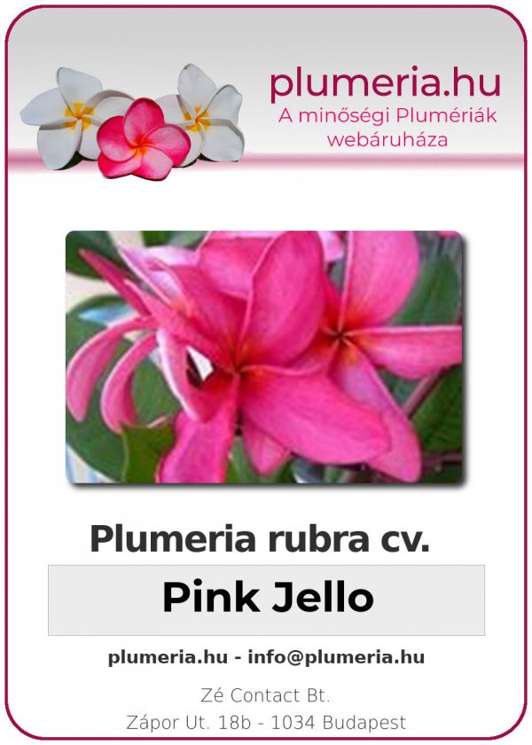 Plumeria rubra - "Pink Jello"