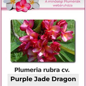 Plumeria rubra - "Purple Jade Dragon"