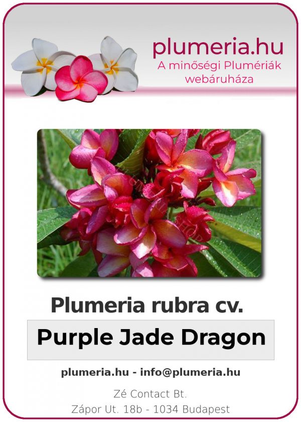 Plumeria rubra - "Purple Jade Dragon"